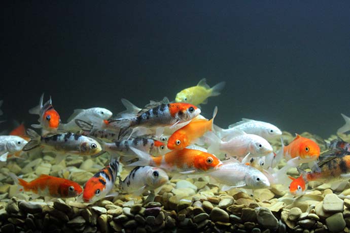 비단잉어 유영.jpg