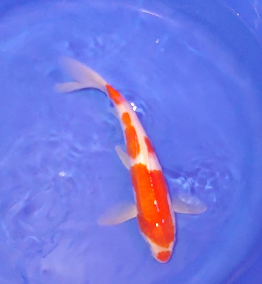 구찌배니3색 홍백.jpg