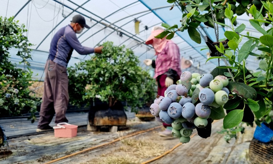 210324보도자료사진(의령군 불루베리 조기 수확) (3).jpg