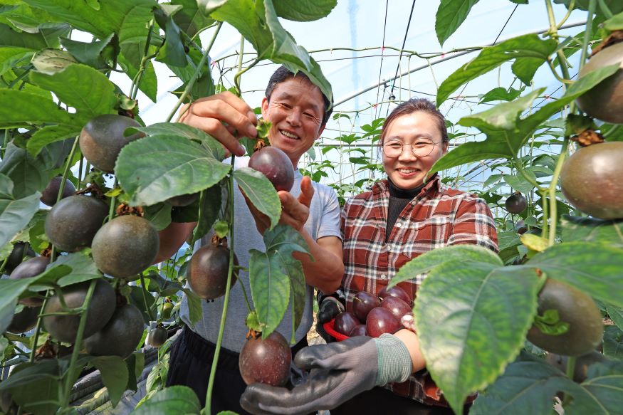 백향과 농가 비량촌영농조합법인 조현덕 김동선 (2).JPG