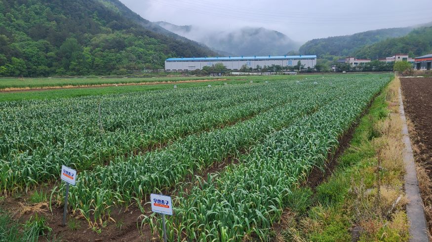 #4. 230612 보도사진1(의령군, 마늘 생장점 유래 우량종구 분양).jpg