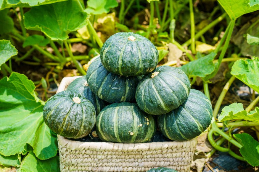 2. 남해 ‘미니단호박’본격 출하 시작2.jpg