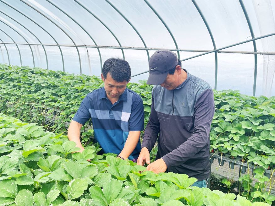 함양군 장마기 건전 딸기육묘 생산 관리 당부.jpg