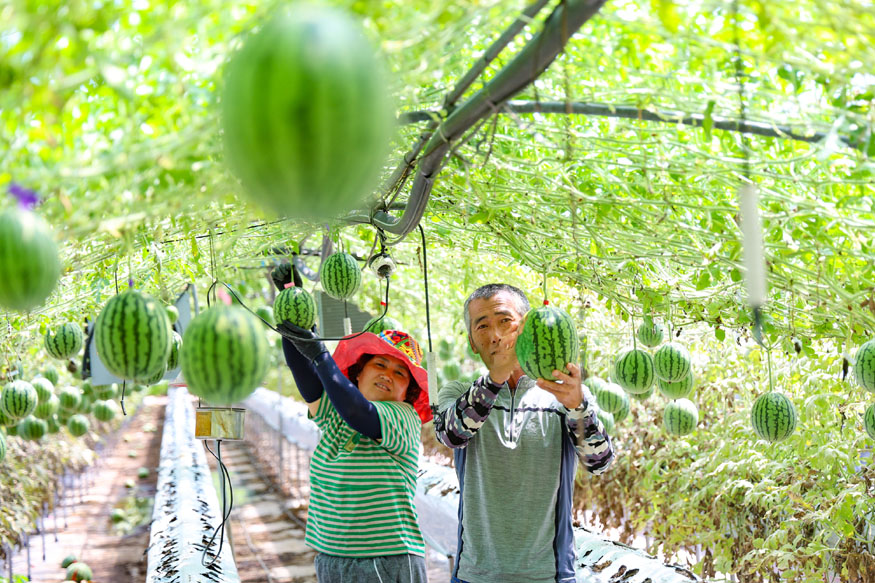 단성면 다온농원 애플수박 수확 (2).JPG