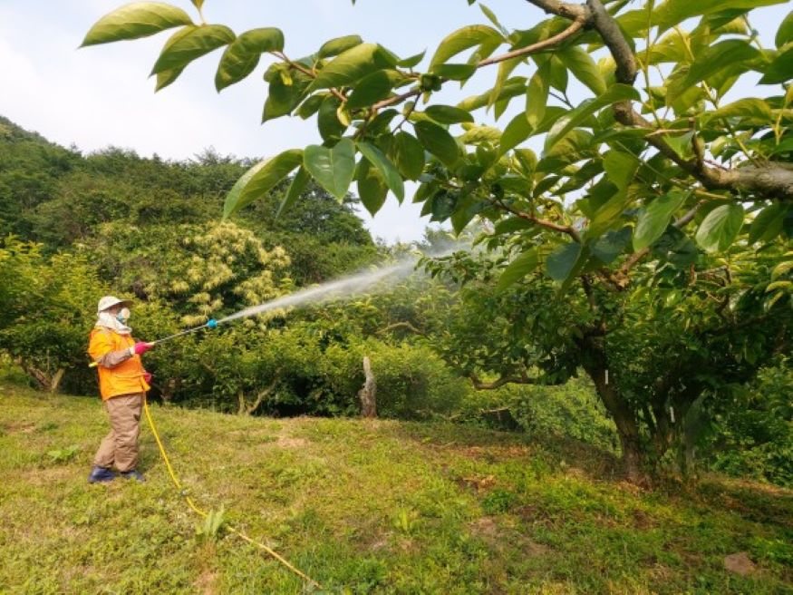 꼼짝마! 외래해충, 돌발해충은 우리가! 방제사진.jpg