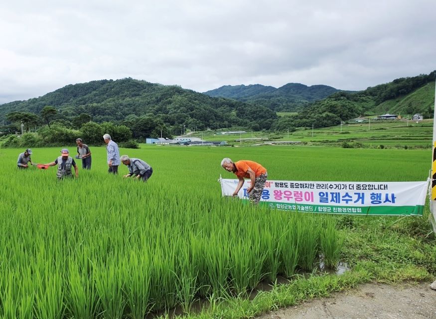 왕우렁이 수거 행사 사진.jpg