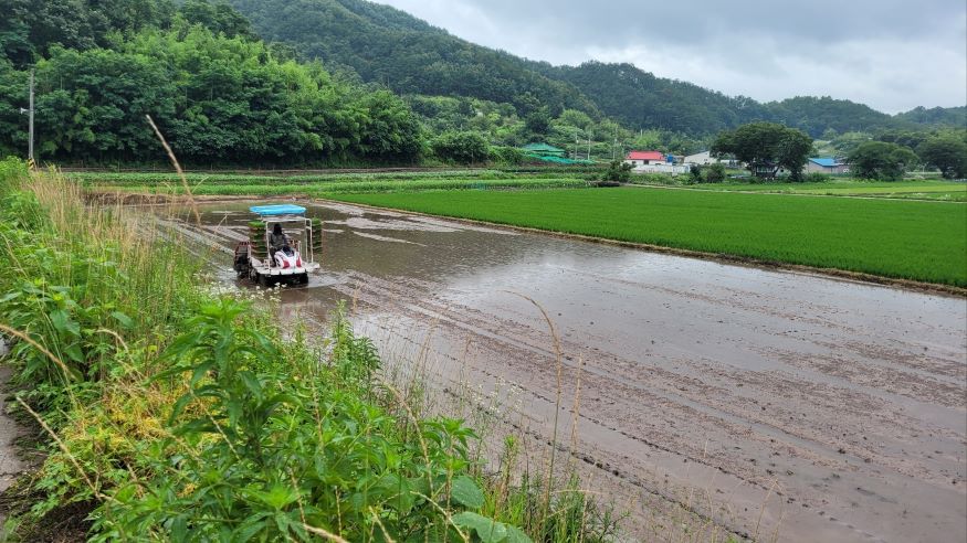의령군, 가루쌀(바로미2) 재배단지 조성.jpg