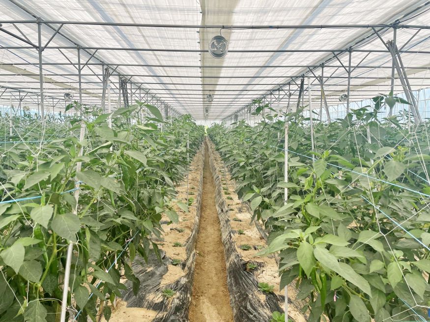 장마기 이후 폭염으로 고추 병해충 발생 주의.jpg