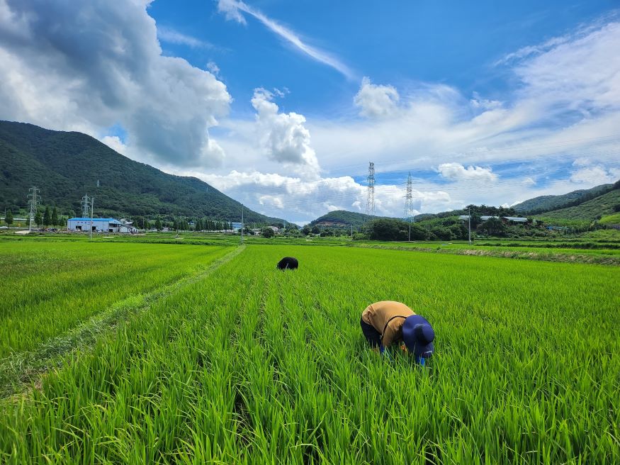 고성군-농진청-경남도원, 벼 병해충 합동 예찰.jpg