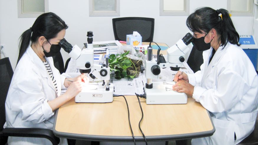 합천군농업기술센터, 딸기 꽃눈분화 검경 서비스 실시.jpg