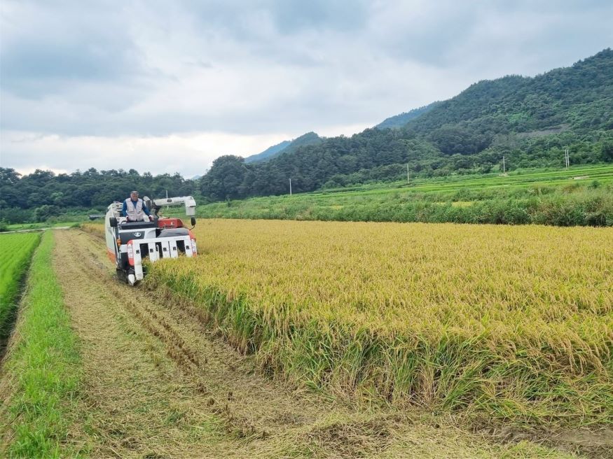 함양군 지곡면 첫 벼베기.jpg