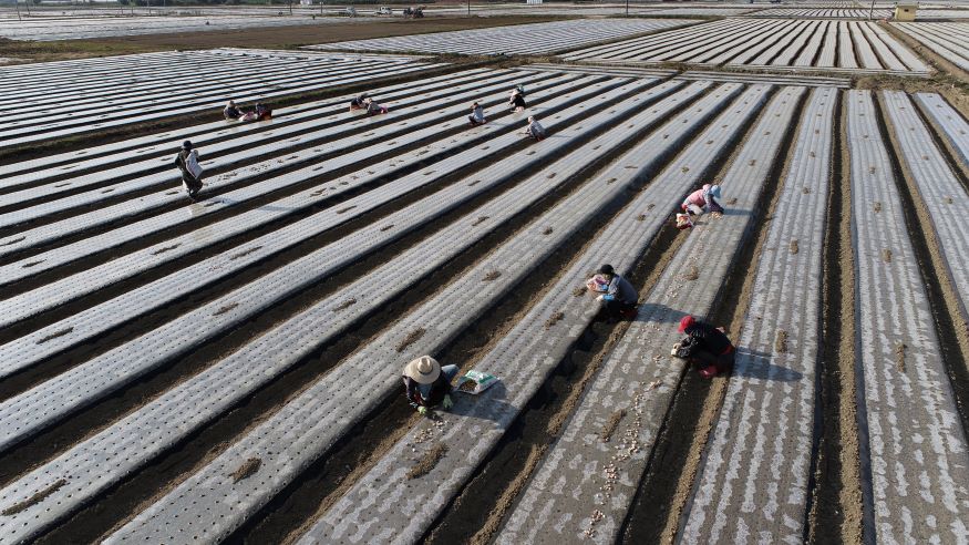 마늘 양파 적기 파종 및 정식 당부.jpg