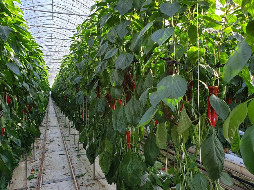 비사벌문화제 시설채소연합회 우수농산물 전시회.jpg