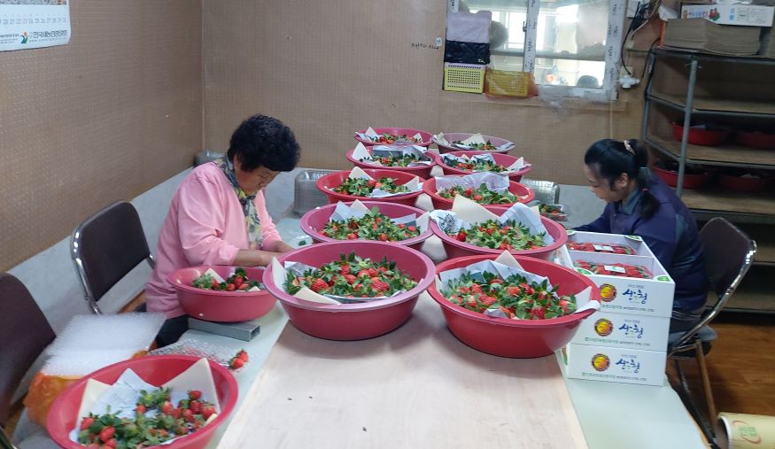 산청군, 지리산 산청딸기 첫 수확.jpg