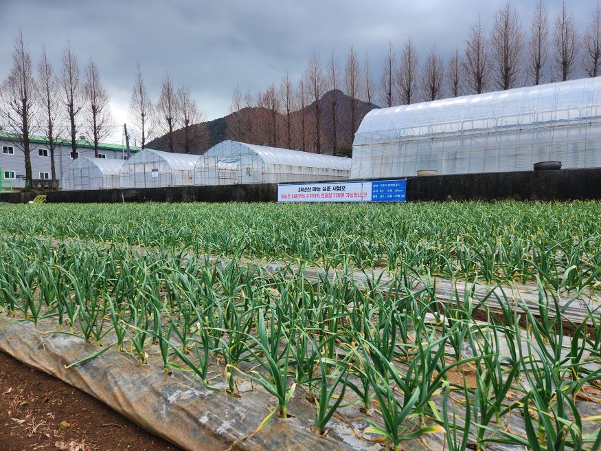 “품질 좋은 남해마늘 월동 후 관리가 중요”.jpg