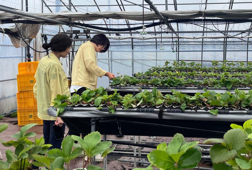 비 내리고 흐린 날씨 시설채소, 이렇게 관리하세요.jpg