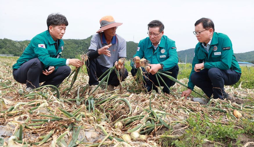 양파피해농가.jpg