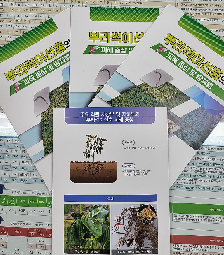 밀양시, 잎들깨 ‘뿌리썩이 선충’ 효율적 방제 노력.jpg