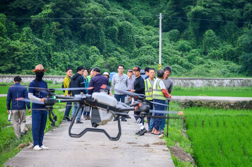 장마철 벼 병해충 다발생 우려, 방제총력.jpg