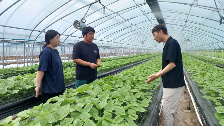 산청군 엽채류 재배 지원 컨설팅 .jpg