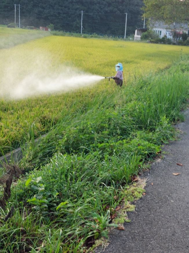 벼멸구 방제 작업.jpg