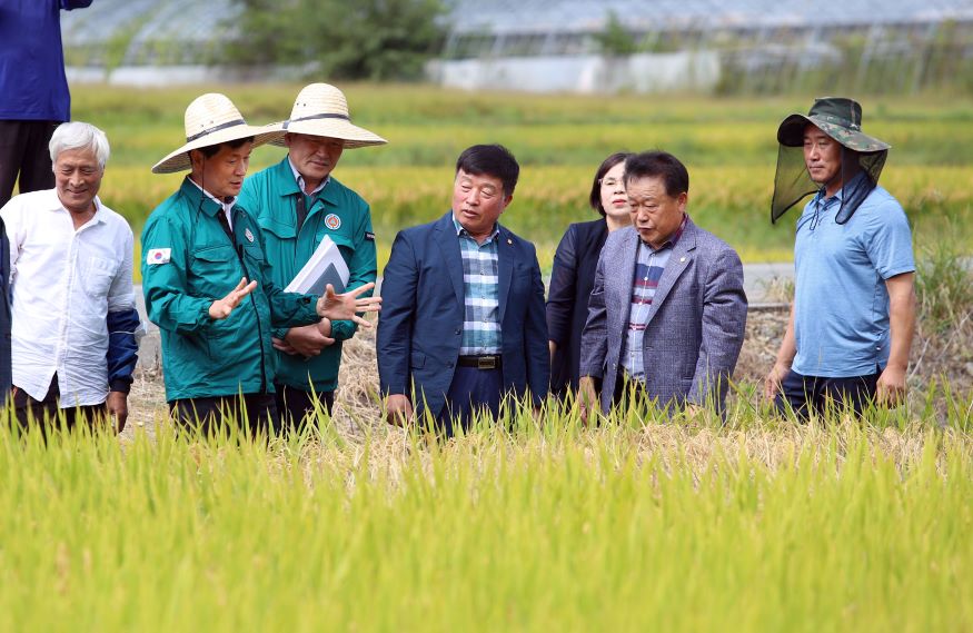 안병구 밀양시장, 벼멸구 피해지역 긴급 현장 방문.jpg