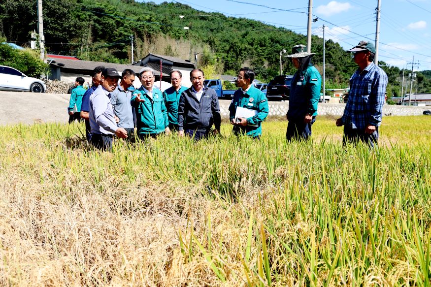 의령군 벼멸구 피해 비상...2억 3천만원 예산 긴급 투입.jpg