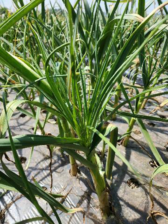 농작물 사진.jpg