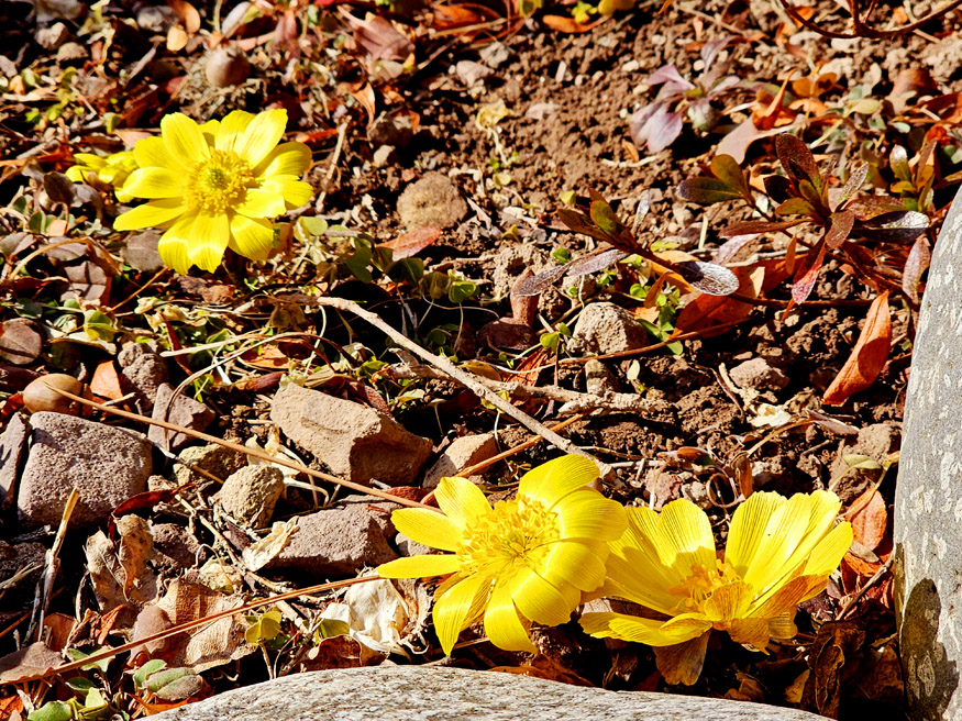 의령군 보도(복수초).jpg