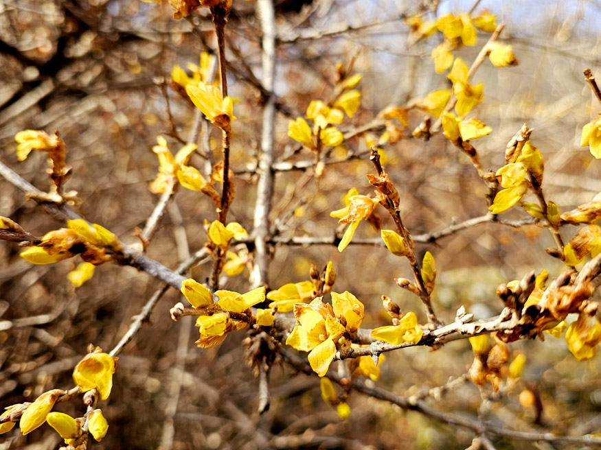 의령군 보도(개나리).jpg
