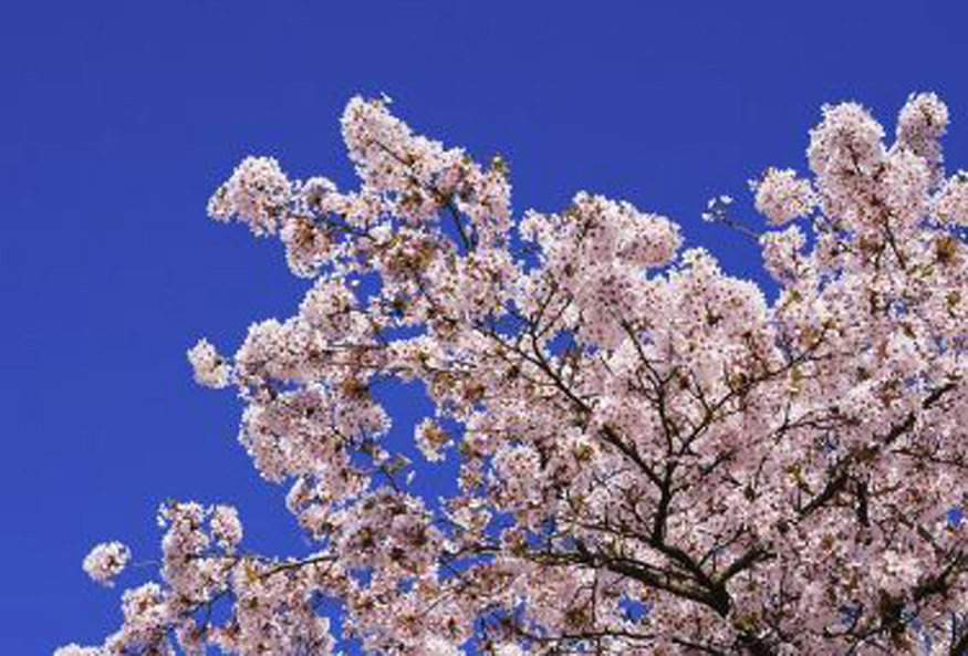 만개된 벚꽃.jpg