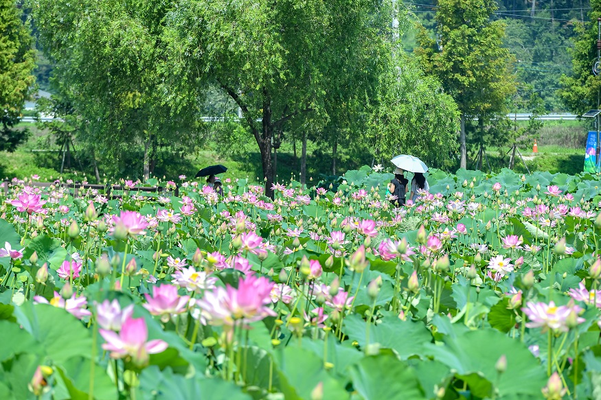 연꽃테마파크.jpg
