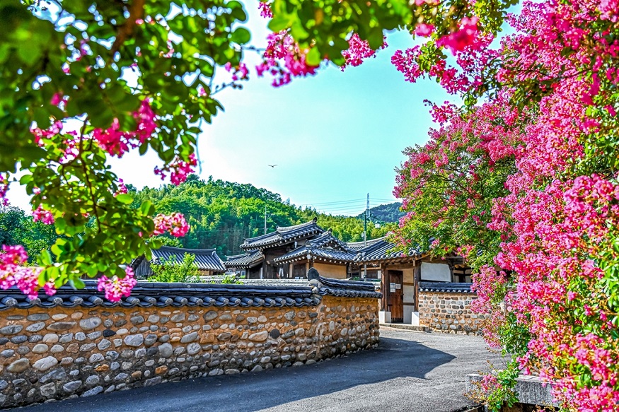 고려동 유적지, 붉게 핀 배롱나무와 어우러진 고즈넉한 풍경.jpg
