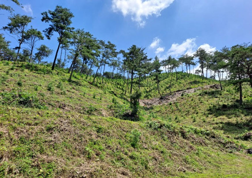 조림지 사후관리사업 전경.jpg