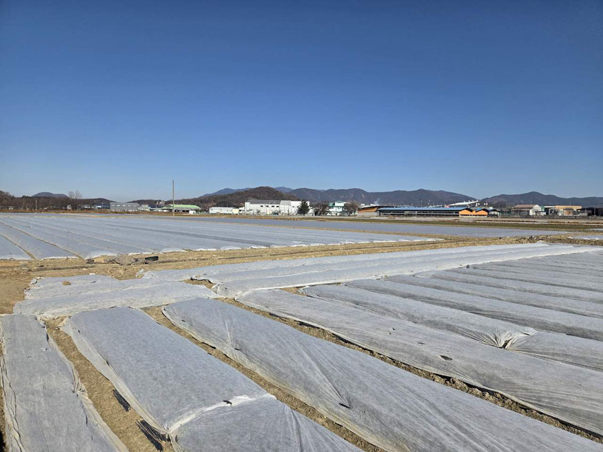 창녕군, 최근 한파에 월동작물 피해 최소화를 위한 선제적 대응.jpeg