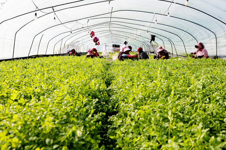 밭미나리 수확 한창.jpg