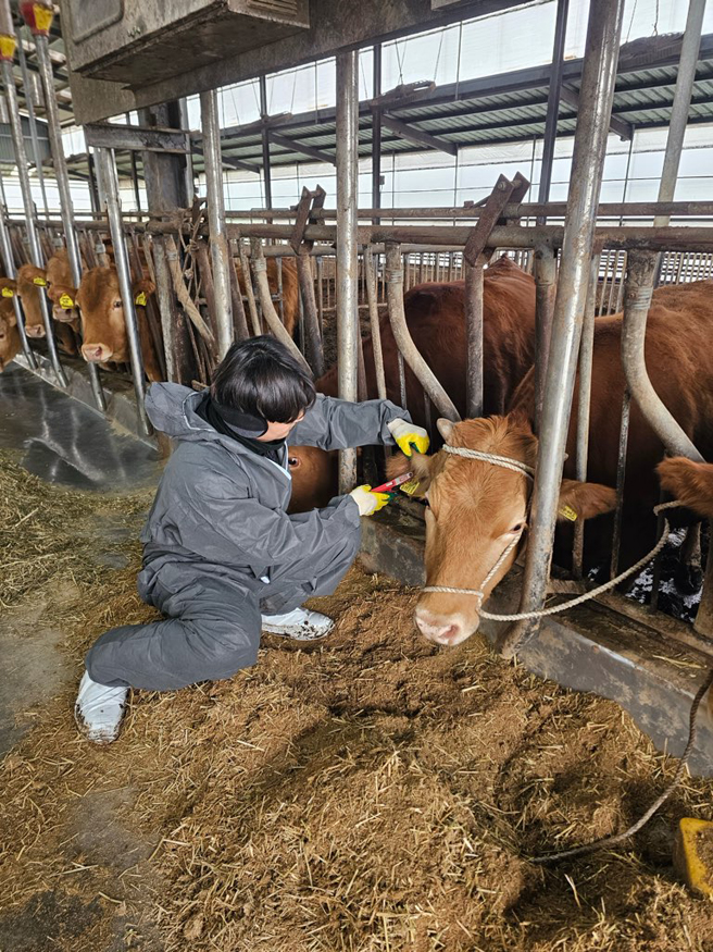 김해시, 명품 한우 육성사업 강화 전국적인 브랜드 경쟁력 확보(진례면 소재 한우농장 귀표장착).jpg