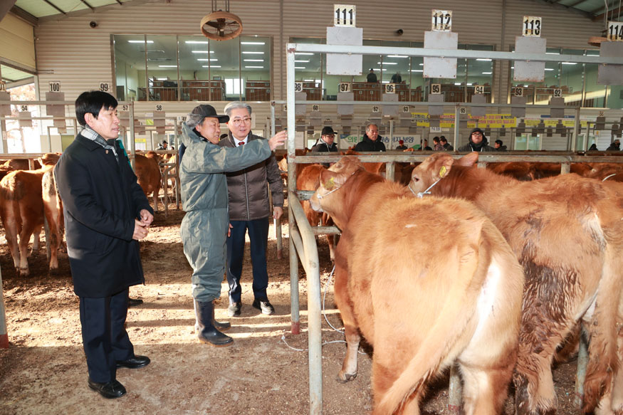 의령군, 올해 첫 등록우 경매시장 현장 점검.jpg