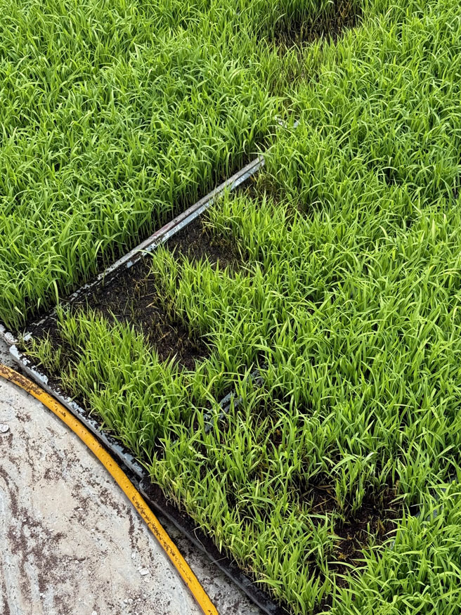 고성군, 자가채종 벼 발아검사 지원(발아불량).jpg