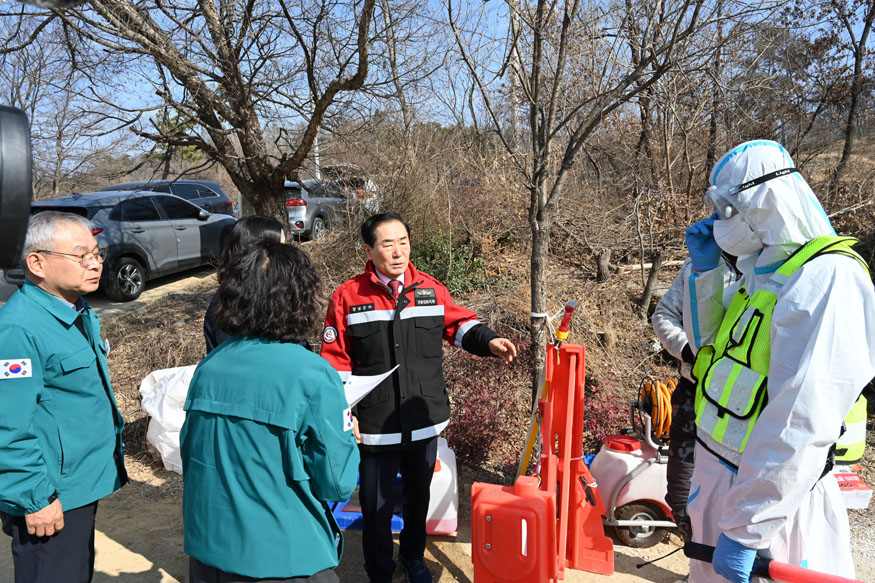 아프리카돼지열병 살처분 완료, 창녕군 확산 차단 총력.jpg