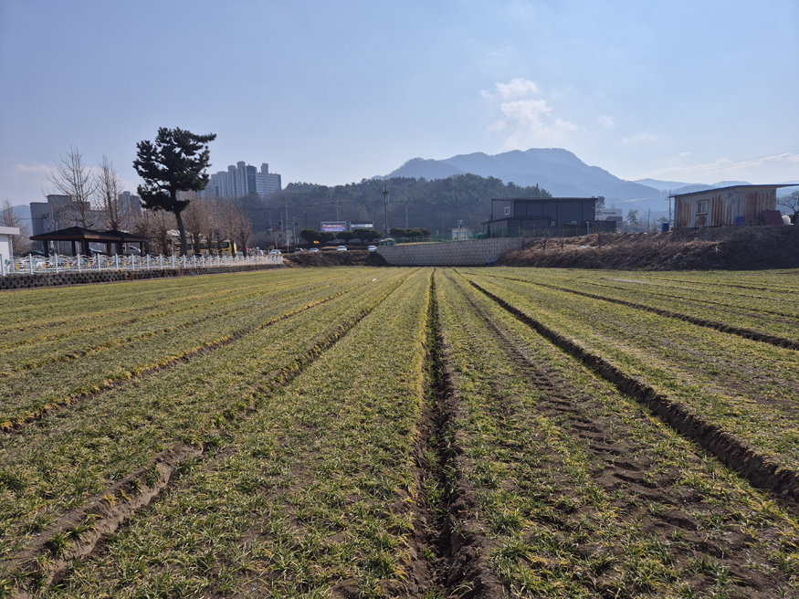 사천시, 맥류 월동 후 재배관리 철저 당부.jpg
