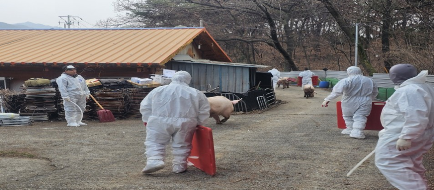 경남도, 설 연휴 ASF 확산 차단 총력전....png