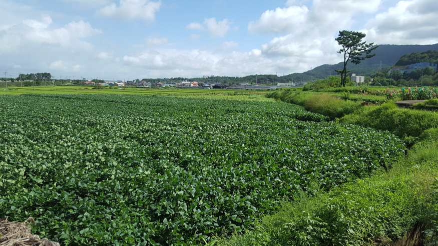 사천시, 2026년 논 타작물 재배 지원사업 추진-논콩 재배사진.jpg