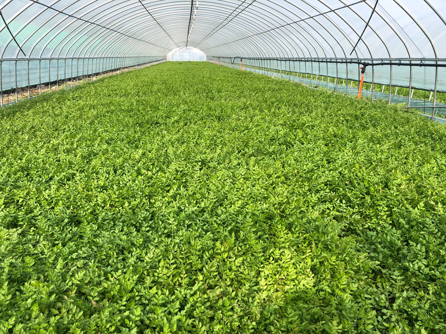 하동 미나리.jpg