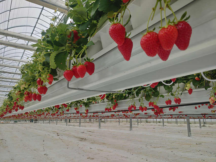 밀양시, 밀양딸기 지리적표시 등록으로 차별화된 경쟁력 확보.jpg