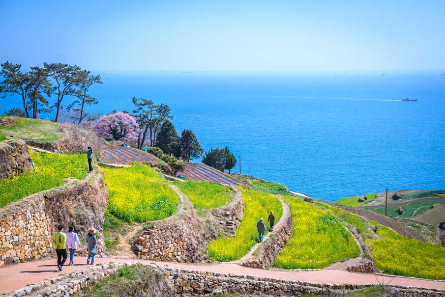 국민쉼터 남해, 황홀한 꽃대궐 상춘객 유혹(다랭이마을).jpg