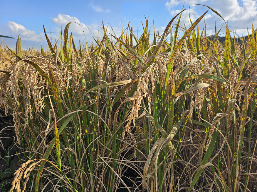 사천시, 벼 깨씨무늬병 대응 사전관리 철저 당부.jpg