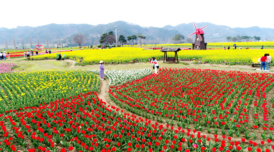 창녕군 제21회 창녕낙동강유채축제 개최.jpg
