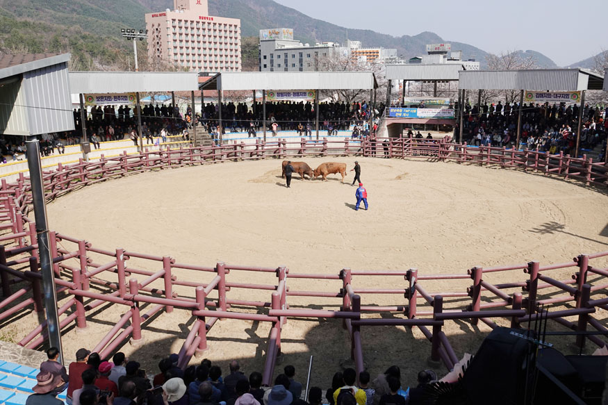 제22회 창녕 전국 민속소힘겨루기대회 성료.JPG