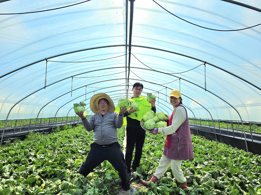 의령군 양상추 축제.jpg